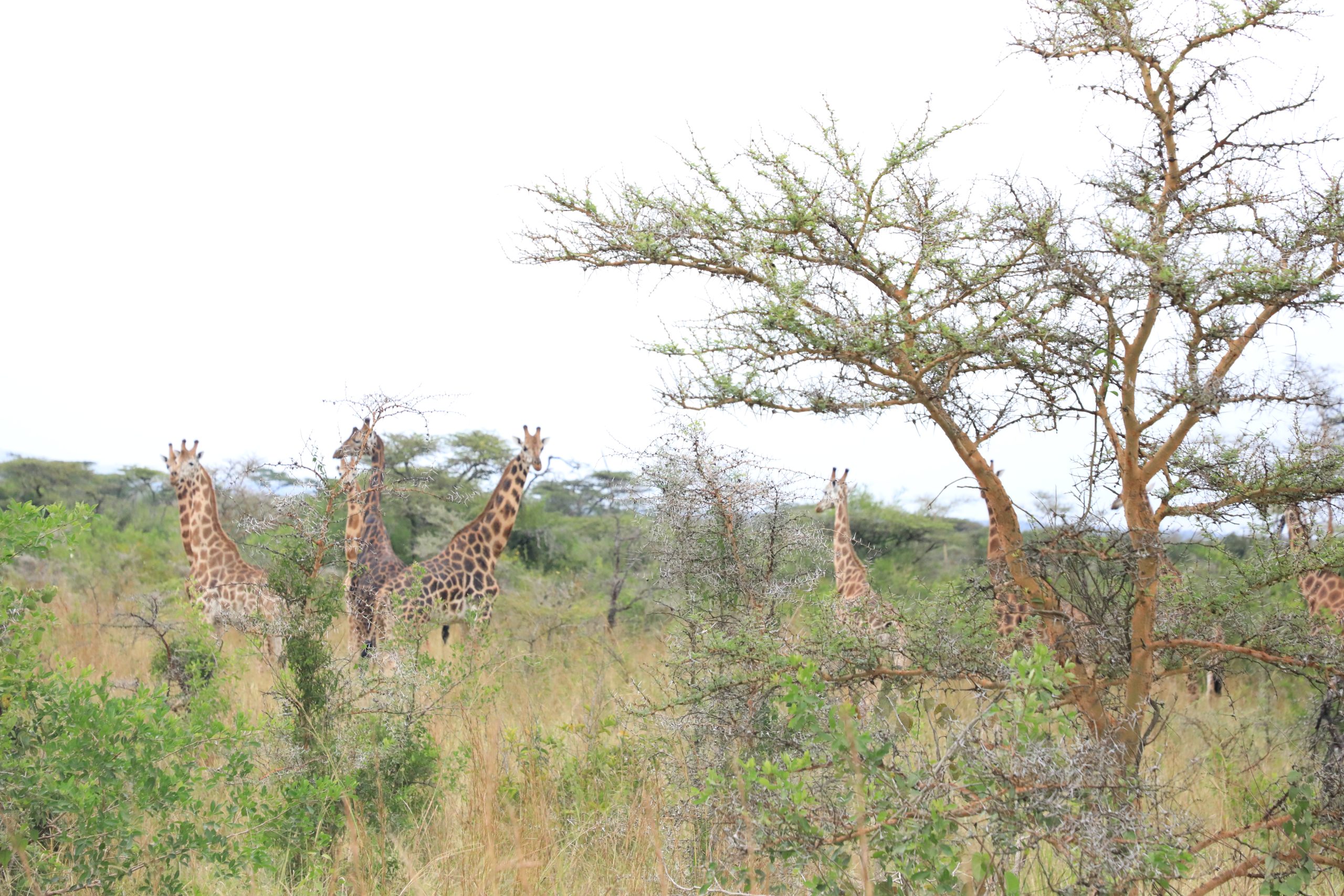 Giraffes at Ruma Park