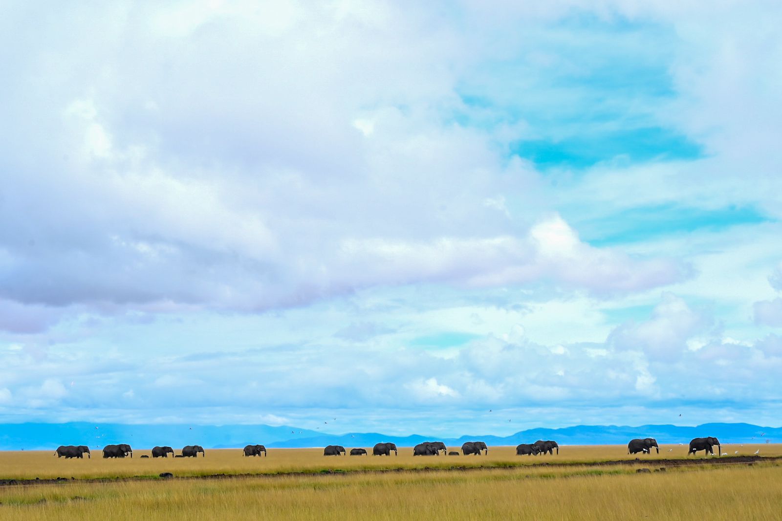 A photo of elephants in Amboseli National Park.